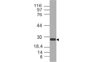 Image no. 1 for anti-Anterior Pharynx Defective 1 Homolog A (C. Elegans) (APH1A) (AA 11-245) antibody (ABIN5027035) (APH1A 抗体  (AA 11-245))
