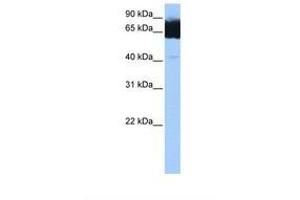 Image no. 1 for anti-Tetratricopeptide Repeat Domain 12 (TTC12) (AA 504-553) antibody (ABIN6738892) (TTC12 抗体  (AA 504-553))