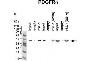 Analysis of rSLURP-1 targets in A549 cells. (PDGFRA 抗体  (AA 179-361))
