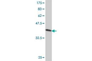 Western Blot detection against Immunogen (38. (SOX6 抗体  (AA 1-109))