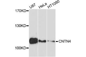 Western blot analysis of extracts of various cell lines, using CNTN4 antibody (ABIN4903330) at 1:1000 dilution. (Contactin 4 抗体)