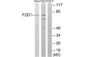 Western blot analysis of extracts from HeLa cells and COLO205 cells, using FZD1 antibody. (FZD1 抗体  (N-Term))