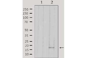 Western blot analysis of extracts from 293, using AIF1 Antibody. (Iba1 抗体  (C-Term))