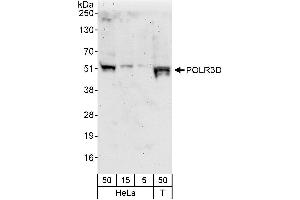 anti-Polymerase (RNA) III (DNA Directed) Polypeptide D, 44kDa (POLR3D) (AA 348-398) antibody