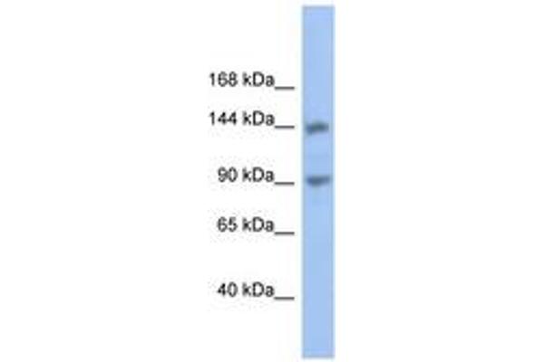 CNTNAP3 anticorps  (AA 611-660)