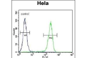 CRFR2D Antibody (ABIN655259 and ABIN2837856) flow cytometric analysis of Hela cells (right histogram) compared to a negative control cell (left histogram). (CRFR2D 抗体)