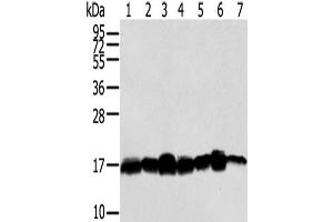 Western Blot analysis of Hela, NIH/3T3, LNCap and 293T cells, Mouse brain tissue, A549 and Jurkat cells using NME2 Polyclonal Antibody at dilution of 1/300 (NME2 抗体)