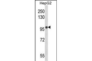 Western blot analysis of BANK1 Antibody (Center) (ABIN652611 and ABIN2842409) in HepG2 cell line lysates (35 μg/lane).