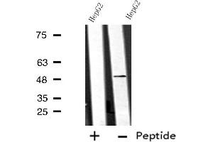Western blot analysis of extracts from HepG2 cells using ANGPTL7 antibody. (ANGPTL7 抗体  (C-Term))