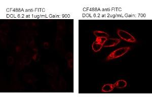 Immunofluorescence Microscopy of Mouse Anti-Fluorescein antibody. (Fluorescein 抗体)