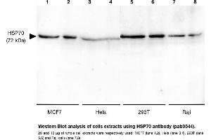 Image no. 1 for anti-Heat Shock 70kDa Protein 1A (HSPA1A) antibody (ABIN347743) (HSP70 1A 抗体)