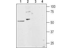 Western blot analysis of rat heart membranes (lanes 1 and 3) and rat basophilic leukemia (RBL) cell lysates (lanes 2 and 4): - 1,2. (HRH1 抗体  (3rd Intracellular Loop))