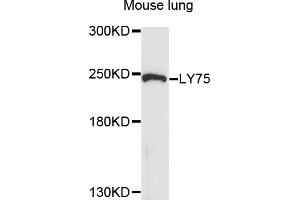 Western blot analysis of extracts of mouse lung, using LY75 antibody (ABIN6003771) at 1/1000 dilution. (LY75/DEC-205 抗体)