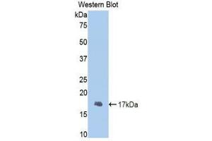 Western Blotting (WB) image for anti-Fibrinogen beta Chain (FGB) (AA 29-118) antibody (ABIN1858856) (Fibrinogen beta Chain 抗体  (AA 29-118))