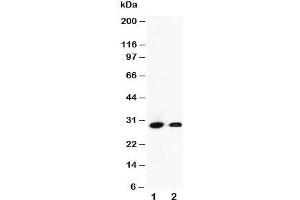 Western blot testing of Granzyme B antibody and Lane 1:  human SMMC-7721;  2: mouse HEPA cell lysate. (GZMB 抗体  (C-Term))
