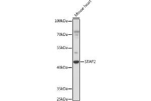 Western blot analysis of extracts of Mouse heart, using ST antibody (ABIN7270313) at 1:1000 dilution. (STAP2 抗体  (AA 130-220))
