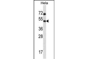 Western blot analysis in Hela cell line lysates (35ug/lane). (HSFX1 抗体  (AA 201-230))