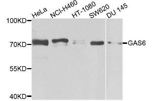 Western blot analysis of extracts of various cell lines, using GAS6 antibody. (GAS6 抗体  (AA 100-300))