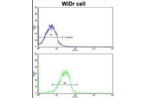 Flow cytometric analysis of MDA-231 cells using CLU antibody (C-term)(bottom histogram) compared to a negative control cell (top histogram). (CLUAP1 抗体  (C-Term))