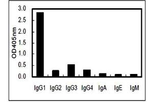 Image no. 2 for Rat anti-Human IgG1 (Fc Region) antibody (ABIN5569002) (大鼠 anti-人 IgG1 (Fc Region) Antibody)
