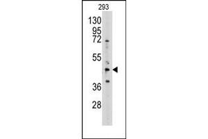 Image no. 1 for anti-Adenosylhomocysteinase (AHCY) (N-Term) antibody (ABIN357876) (AHCY 抗体  (N-Term))