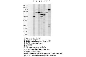Western blot analysis of Human Cell line lysates showing detection of KDEL protein using Rabbit Anti-KDEL Polyclonal Antibody . (KDEL 抗体  (Biotin))