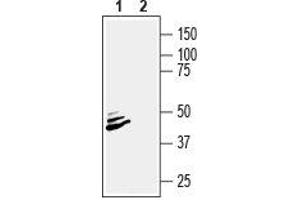 Western Blotting (WB) image for anti-ATPase, Na+/K+ Transporting, beta 2 Polypeptide (ATP1B2) (AA 99-112), (Extracellular) antibody (ABIN7042952)