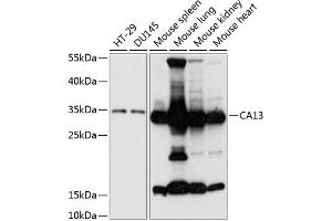 CA13 抗体  (AA 1-220)
