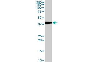 EVX1 monoclonal antibody (M07), clone 1B7. (EVX1 抗体  (AA 2-110))