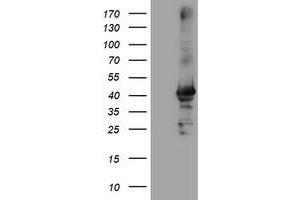 Image no. 2 for anti-Crystallin, Zeta, Homolog antibody (ABIN1497657) (CRYZL1 抗体)