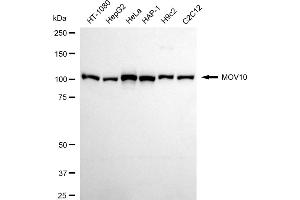 Western blotting analysis using MOV10 antibody (ABIN7799485). (Recombinant Mov10 RISC Complex RNA Helicase (MOV10) 抗体)