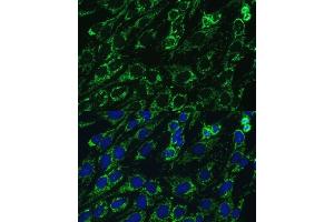 Immunofluorescence (IF) image for anti-Isocitrate Dehydrogenase 3 (NAD+) alpha (IDH3A) (AA 28-366) antibody (ABIN7268029)