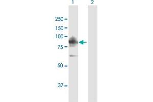 Western Blot analysis of LRSAM1 expression in transfected 293T cell line by LRSAM1 MaxPab polyclonal antibody. (LRSAM1 抗体  (AA 1-723))