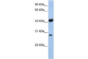 Western Blotting (WB) image for anti-Zinc Finger, AN1-Type Domain 3 (ZFAND3) antibody (ABIN2458094) (ZFAND3 抗体)