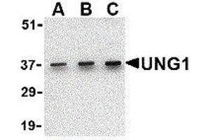 Western Blotting (WB) image for anti-Uracil-DNA Glycosylase (UNG) (C-Term) antibody (ABIN2477036) (UNG 抗体  (C-Term))