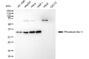 Western blotting analysis using phosducin like 3 antibody (ABIN7799787). (PDCL3 抗体)