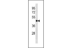 OLFM3 Antibody (N-term) (ABIN1881592 and ABIN2843310) western blot analysis in mouse cerebellum tissue lysates (35 μg/lane). (Olfactomedin 3 抗体  (N-Term))