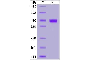 Biotinylated Human IL-2 R gamma, His,Avitag on  under reducing (R) condition. (IL2RG Protein (AA 23-254) (His tag,AVI tag,Biotin))