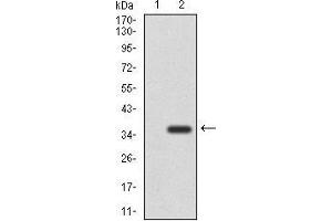 Western blot analysis using NEFM mAb against HEK293 (1) and NEFM (AA: 381-443)-hIgGFc transfected HEK293 (2) cell lysate. (NEFM 抗体  (AA 381-443))