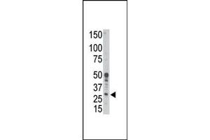 Image no. 1 for anti-BCL2-Related Protein A1 (BCL2A1) (BH3 Domain), (N-Term) antibody (ABIN356809) (BCL2A1 抗体  (BH3 Domain, N-Term))