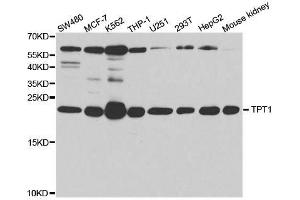 Western blot analysis of extracts of various cell lines, using TPT1 antibody. (TPT1 抗体  (AA 1-172))