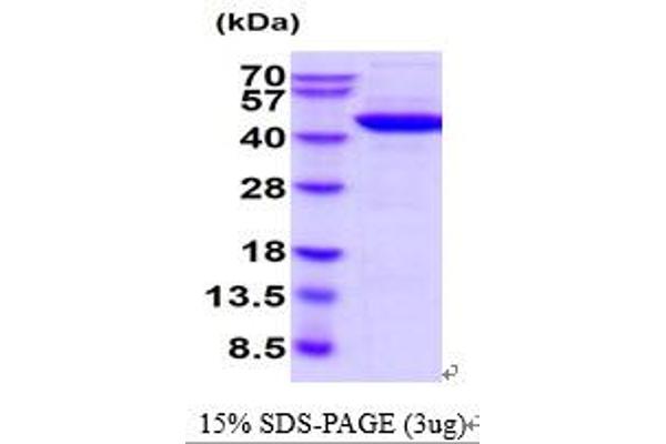 CKB Protein (AA 1-381)