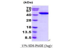 SDS-PAGE (SDS) image for Creatine Kinase, Brain (CKB) (AA 1-381) protein (ABIN5854626) (CKB Protein (AA 1-381))