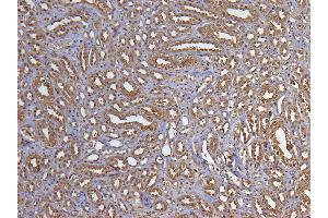 ABIN185240 (5µg/ml) staining of paraffin embedded Human Kidney.