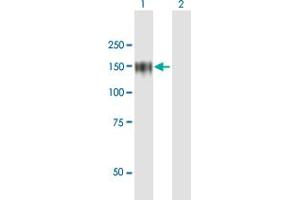 Western Blot analysis of ZHX1 expression in transfected 293T cell line by ZHX1 MaxPab polyclonal antibody. (ZHX1 抗体  (AA 1-873))