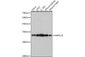 Western blot analysis of extracts of various cell lines, using MRPL28 antibody (ABIN7268566) at 1:1000 dilution. (MRPL28 抗体)