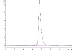 Size-exclusion chromatography-High Pressure Liquid Chromatography (SEC-HPLC) image for Killer Cell Lectin-Like Receptor Subfamily C, Member 2 (KLRC2) (AA 94-231) protein (Fc Tag) (ABIN7275345)