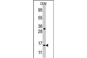 Western blot analysis of H3F3A/H3F3B polyclonal antibody  in CEM cell line lysates (35 ug/lane). (Histone H3.3 抗体  (N-Term))