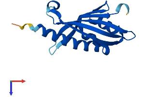 NXT2 Protein (AA 1-142) (His tag)