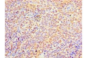 Immunohistochemistry of paraffin-embedded human tonsil tissue using ABIN7174912 at dilution of 1:100 (C9orf163 抗体  (AA 1-203))